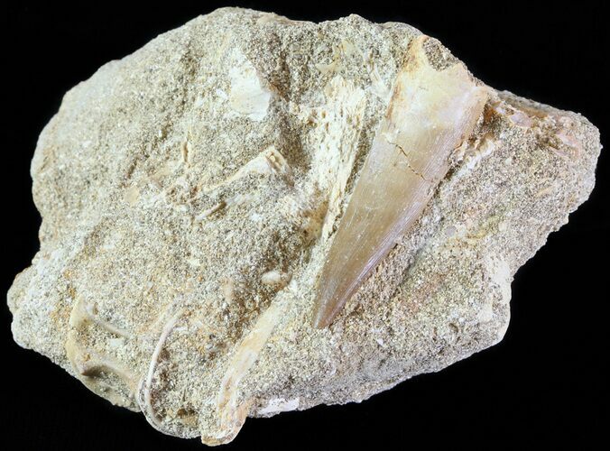 Fossil Plesiosaur (Zarafasaura) Tooth In Rock #61086